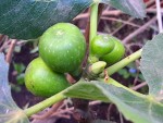 FIGUIER BIFERE FRUIT MOIS 12.jpg