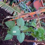 PHYSALIS AVEC REJET.jpg