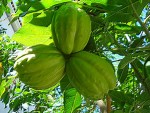 chayote grappe fruits.jpg