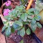 PIMENT CAROLINA REAPER PLANT EN BOURGEON.jpg