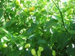 Piment très fort vert.jpg