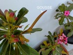 ADENIUM EN HIVER6evolutionj gousse.jpg