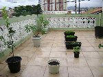 laurier, figuier, croton,