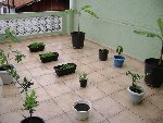 toute ma petite plantation est jeune et encore plein d`avenir.