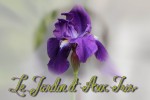 Jardin dAux Iris  PSD 1a.jpg