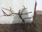 vigne 2 2025.jpg