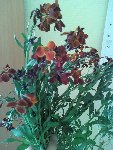 photo fleur1.jpg