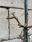 IMG_9552.jpeg