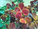photo fleur 2.jpg
