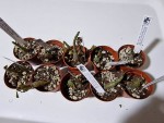1 ADENIUM PERCU EN HIVER 1.jpg