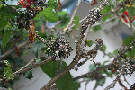 IMG_2107.jpg