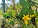 TOMATE CERISE DE 2024.jpg