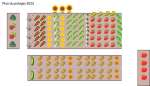plan du potager 2025.png