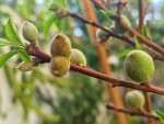 PECHES PR2COCE FRUITS EN FORMATION.jpg