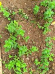 menthe boutures.jpg