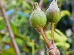 Pomme Ein Shemer.jpg