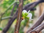 prunier fleur en hiver.jpg