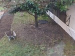 photo jardin magnolia