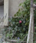 rosier septembre.jpg