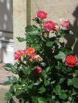 rosier juillet.jpg