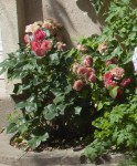 rosier juin (2).jpg
