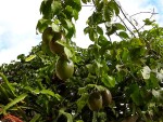 PASSIF EDULIS RED PANAMA S ETIRE SUR  + 25 M.jpg