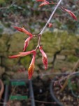acerpkat02_250303a.jpg