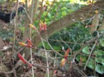 acerp_orangedream00_250303a.jpg