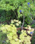 acerp-summergold_230518a.jpg