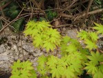 acerp-summergold_240407a.jpg