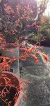 Katsura