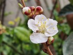 ABRICOTIER MAOUI -floraison.jpg