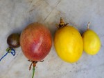 PASSIF EDULIS -4 variétés.jpg