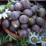 =paassif edulis edulis fruits.jpg
