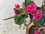 adenium good night gousse.jpg