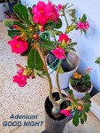 adenium fleur triple debut printemps.jpg