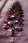 Orchis purpurea  2.JPG