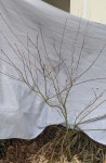 PXL_20250312_175557200.MP.jpg