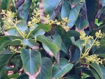 avocatier en fleurs.jpg