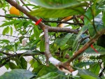 greffon caracara sur pomelo rose.jpg