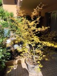 Katsura13032025.jpg