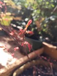 shin_shishio_13032025.jpg