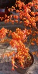 Compress_20250314_104812_2530.jpg