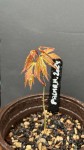 IMG_0777.jpeg