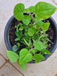 physalis pousses.jpg
