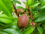 nectarine mi-mars.jpg