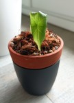 Alocacia mourrant
