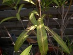 DSCN5179.JPG