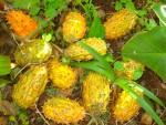 KIWANO RECOLTE.jpg
