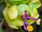 passif caerluea bleue nouaison mi-mars.jpg